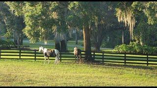 Turning Hawk Farm for Sale: 8355 Southeast 7th Avenue Road, Ocala, FL