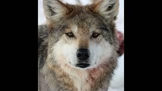 Dramatic Wolf