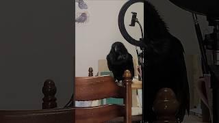 ただ、机でまったりリラックスしてるカラス　#カラス #crow #karasu #かわいい #まったり #日常 #ほのぼの #鳥 #リラックス  #休憩