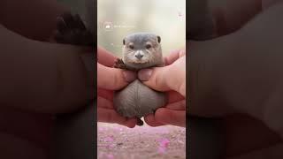 말랑 수달이 손을 흔들면 무슨 일이? ｜말랑이 변신 시리즈 / What happens when a soft otter waves its hand? #귀여운동물 #수달