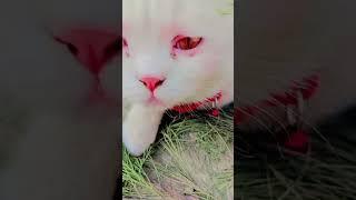 hi guys kaisi lagi Billi cute se Mili Hai hamari