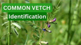 Common Vetch! A Brief Overview of a Common Edible Plant!