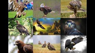 Eagle HD Wallpaper | Eagle HD Photos | Eagle HD Wallpaper Images