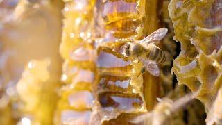 Bees a Buzz | Walker Honey Farm