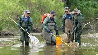 Electro-fishing in Dingman Creek, London ON