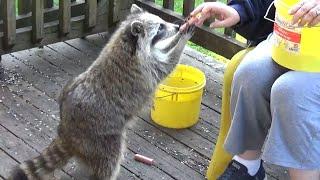Monday Raccoon Diner tables all full