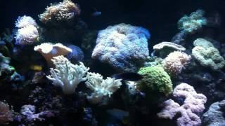 Marine tank