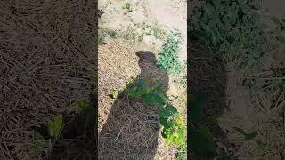 choudhary agro farm#farming #barbri goats#doglover #