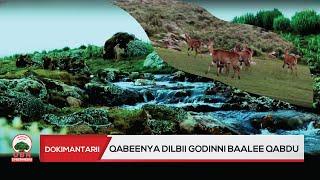 Qabeenya dilbii Godina Baalee ilaalalamee hin quufamne soora qalbii namaa bineensaa