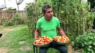 Money Maker Harvest - Tons of Tomatoes - Project Food Garden