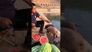 Use Watermelon As Snack To Feed Pigs In Summer !