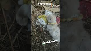 Stray Pup Begs To Be Adopted With Its Stuffed Toy