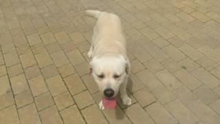 Лабрадор ретривер дрессировка собак город Львов Labrador retriver training dogs