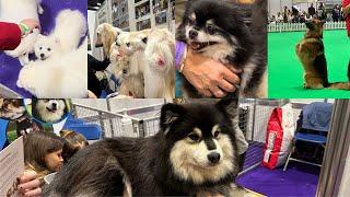Cutest dogs and puppies | Adorable breeds | Relaxing dog show