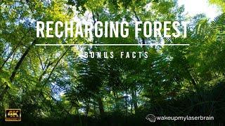 10 Hours | Summer Forest with Birds Songs | Relaxing | Laser Focus | Deep Sleep | Bonus Fact