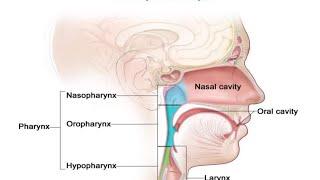 Applied Anatomy & Physiology Of Respiratory System - Dr Robert James MD