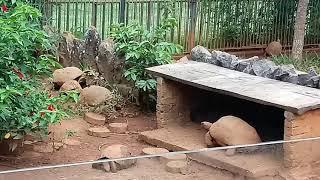 visita ao zoológico vendo os animais que Deus criou