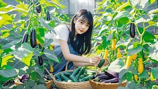 Harvesting Fresh Eggplants and Cucumbers Straight from the Garden, Lots of Nutrition |Nguyễn Lâm Anh