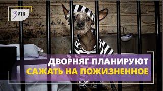 Читинских дворняг планируют сажать на пожизненное