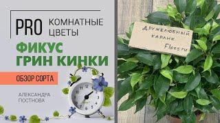 Фикус бенджамина Грин Кинки - неприхотливый зеленый друг карликового роста. Знакомству быть.