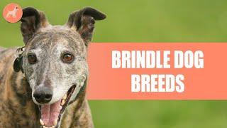 Brindle Dog Breeds: 20 Pups With This Attractive Tiger-Striped Coat