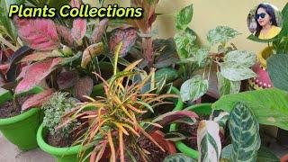 Plants Collections | Lipsha world