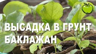 Схема посадки баклажан для начинающих: проще некуда!  Как посадить баклажаны в теплицу