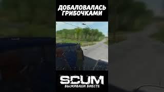 ПОКУШАЛА ГРИБОЧКОВ #scum #скам #shorts #выживач