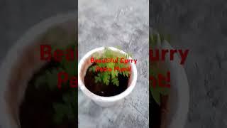 Curry Patta Ka Plant कैसे लगाये! #shorts #trending #viralshort #ytshorts #short