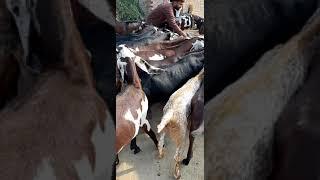 ASHRAF GUJJAR GOAT FARM | TA GOAT INFO