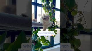 our hearts and paws are full of love  #nevamasquerade #siberiancat #kitten #cutecat  #support