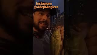 Downtown Chicago Merchandise Mart Bass Fishing with Geofishing Chicago River Urban Fishing City Fish