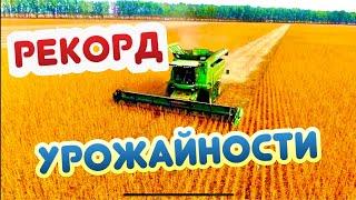 СУЛТАНА - ЭТО ПОХОРОНЫ !!!  НАШ ЛИЧНЫЙ РЕКОРД УРОЖАЙНОСТИ …