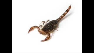 BeeSafe Pest Control Yuma AZ 85366