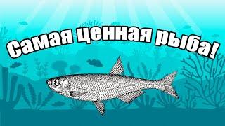 Удивительные Факты об Уклейке: От Местных Названий До Использования в Производстве