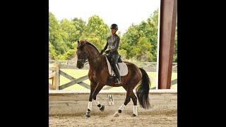 For Sale:     KYO B 2015 16.1 h Black, KWPN Warmblood Gelding