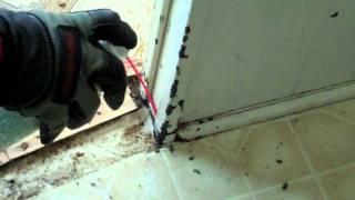 German Roaches part 1 Job A