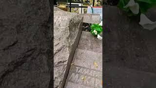 Памятник на могиле кинорежиссера Сергея Герасимова и  Тамары Макаровой на Новодевичьем кладбище