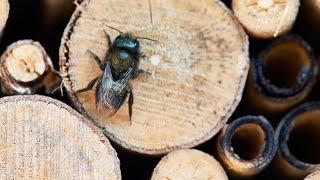 Learn How To Attract Beneficial Native Bees