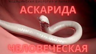 Аскарида человеческая (Ascaris lumbricoides) - Жизненный цикл, Симптомы, Диагностика, Размеры