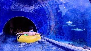 Shark Waterslide at Aquapark Reda in Poland