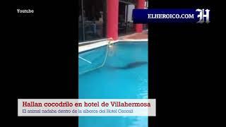 Hallan cocodrilo en antiguo hotel Cencali de Villahermosa Tabasco