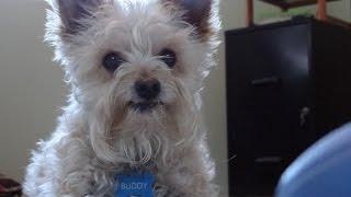 Bud the Stud, the Smile4u Land Sales Mascot 2015