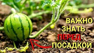 Как сажать АРБУЗЫ чтобы получить урожай? Выращивание арбузов. Советы по выращиванию.