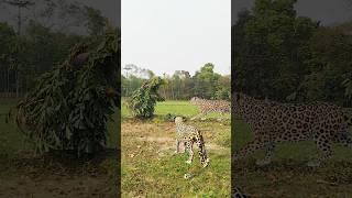 Village farmer to attacked leopard in field  #vfx #shorts #animals #video #virals #trending