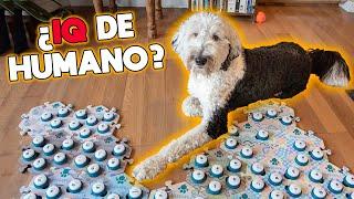 Este perro aprendió a comunicarse y lo que dijo fue aterrador