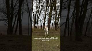 Коли будете в Медвино￼ обов’язково на сніданок скуштуйте сирники, вони неймовірно ніжні та смачні!