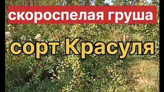 Скороспелый сорт груши Красуля