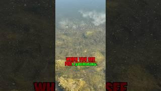 How To Catch Fish Swimming Around EVERYWHERE! #shorts #fishing #fish