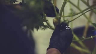 Trym Software x The MKT - Boulder, Colorado's cannabis cultivation facility